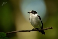 Lejsek belokrky - Ficedula albicollis - Collared Flycatcher 6063